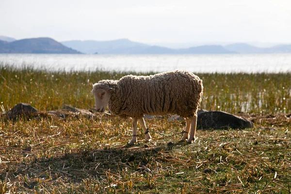 Schafe Weiden Auf Der Halbinsel Llachn Titicacasee Peru — Stockfoto