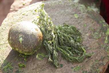 Peru 'daki Titicaca Gölü' ndeki Llachon bölgesinde doğal bitkisel şampuan hazırlayan kadın..