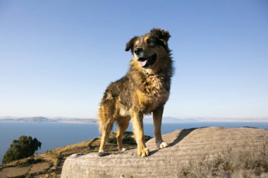 Peru 'nun arka planında Titicaca Gölü olan bir köpek..