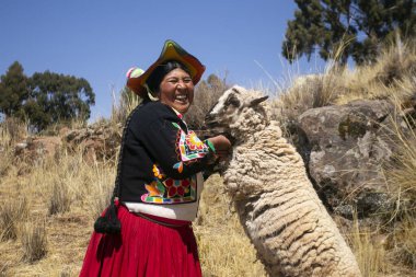 Llachon, Peru; 1 Ocak 2023: Titicaca Gölü 'ndeki Llachn Yarımadası' nın yerlileri koyun sürüleriyle birlikte.