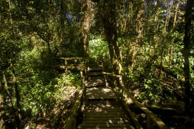 Chiang Mai 'deki Doi Inthanon Tayland' ın en popüler ulusal parklarından biridir. Şelaleleri ve patikaları ile ünlüdür..