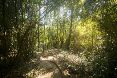 Chiang Mai 'de Wat Phra Lat. Bir Budist manastırının tapınağı. Heykelleri olan, ormanın ortasında gizlenmiş ve bir patikadan erişilebilen bir tapınak..
