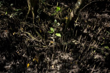 Tayland 'ın Krabi ilindeki Tha Pom Mangrove Ormanı.