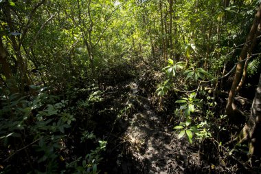 Tayland 'ın Krabi ilindeki Tha Pom Mangrove Ormanı.