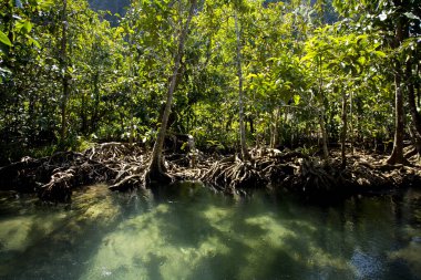 Tayland 'ın Krabi ilindeki Tha Pom Mangrove Ormanı.