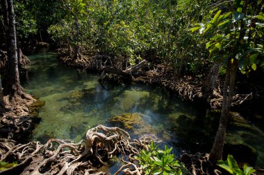 Tayland 'ın Krabi ilindeki Tha Pom Mangrove Ormanı.