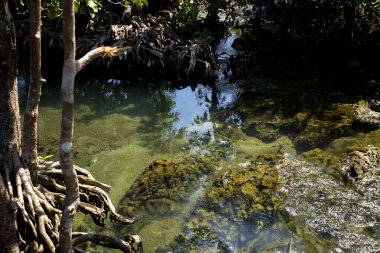 Tayland 'ın Krabi ilindeki Tha Pom Mangrove Ormanı.