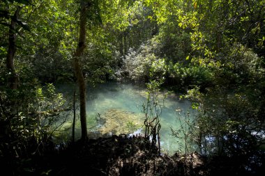 Tayland 'ın Krabi ilindeki Tha Pom Mangrove Ormanı.
