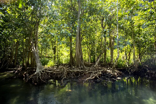 Tha Pom Foresta Mangrovie Nella Provincia Krabi Thailandia — Foto Stock