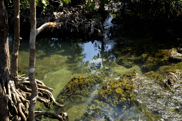 Tayland Krabi Ilindeki Tha Pom Mangrove Ormanı — Stok fotoğraf
