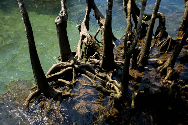 Tayland Krabi Ilindeki Tha Pom Mangrove Ormanı — Stok fotoğraf