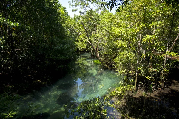 Tha Pom Mangrove Forest Provinsen Krabi Thailand — Stockfoto