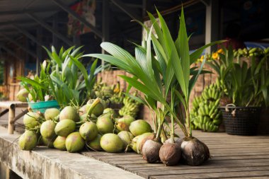 Tayland 'ın Samut Songkram bölgesindeki bir organik çiftlikte hindistan cevizi ağacında hindistan cevizi..