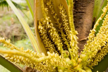 Tayland 'ın Samut Songkram bölgesindeki bir organik çiftlikte hindistan cevizi ağacında hindistan cevizi..
