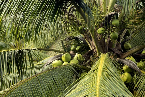 Kokosnötter Ett Kokosnötsträd Ekologisk Gård Samut Songkram Provinsen Thailand — Stockfoto