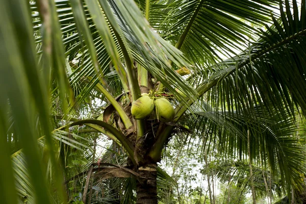 Coconuts on a coconut tree at an organic farm in the Samut Songkram province of Thailand.