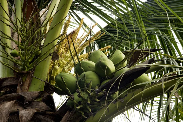 Noix Coco Sur Cocotier Dans Une Ferme Biologique Dans Province — Photo