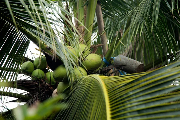Cocos Coqueiro Uma Fazenda Orgânica Província Samut Songkram Tailândia — Fotografia de Stock