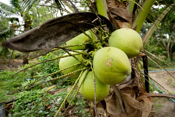 Кокосы Кокосовом Дереве Органической Ферме Провинции Самут Сонгкрам Таиланде — стоковое фото