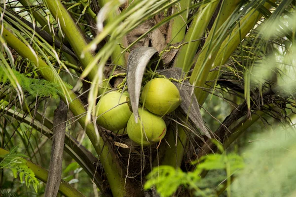 Cocos Coqueiro Uma Fazenda Orgânica Província Samut Songkram Tailândia — Fotografia de Stock