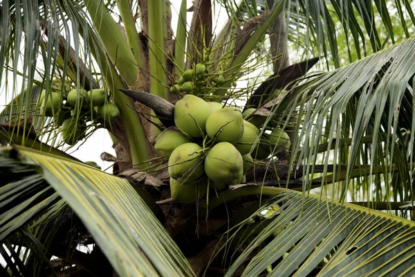 Кокосы Кокосовом Дереве Органической Ферме Провинции Самут Сонгкрам Таиланде — стоковое фото