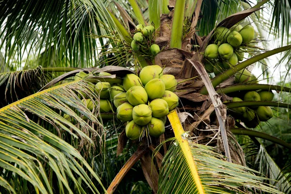 泰国萨穆特松克拉姆省一个有机农场椰子树上的椰子 — 图库照片