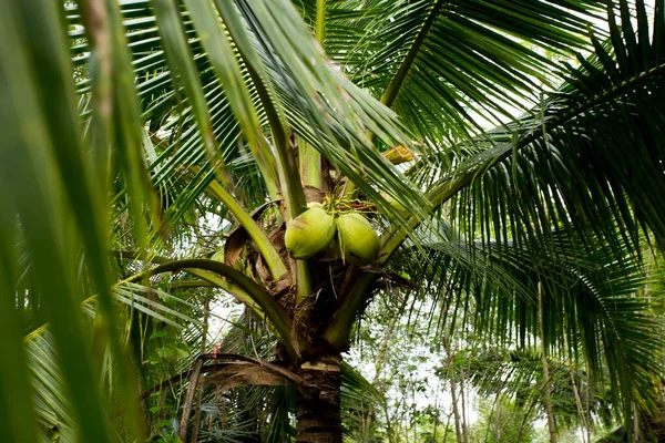 Coconuts Coconut Tree Organic Farm Samut Songkram Province Thailand — Stock Photo, Image