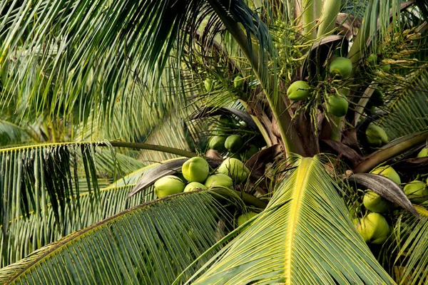 Kokosnüsse Auf Einem Kokosnussbaum Auf Einer Bio Farm Der Thailändischen — Stockfoto
