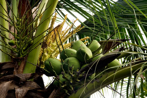 泰国萨穆特松克拉姆省一个有机农场椰子树上的椰子 — 图库照片