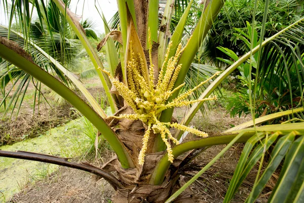 Kokosnoten Een Kokosboom Een Biologische Boerderij Provincie Samut Songkram Thailand — Stockfoto