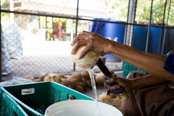 泰国萨穆特松克拉姆省一个有机农场处理椰子的工人 — 图库照片