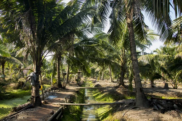 Biologische Kokosplantages Het Samut Songkram Gebied Thailand — Stockfoto