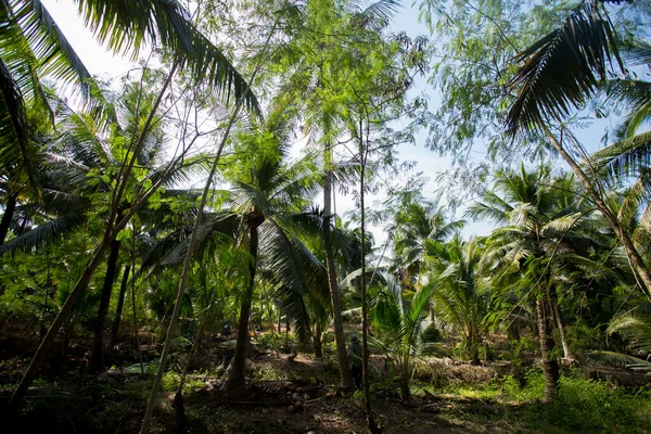 Plantations Noix Coco Biologiques Dans Région Samut Songkram Thaïlande — Photo