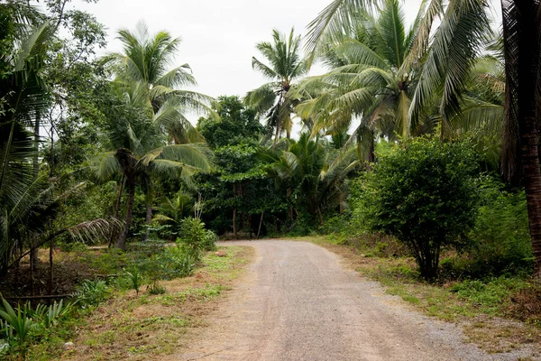 Plantaciones Orgánicas Coco Área Samut Songkram Tailandia — Foto de Stock