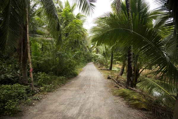 Ekologiska Kokosplantager Samut Songkram Området Thailand — Stockfoto
