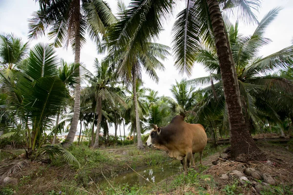 Animal Dans Une Plantation Noix Coco Biologique Dans Région Samut — Photo