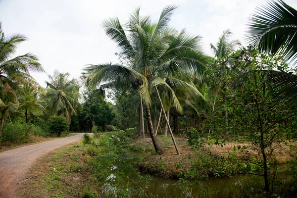 Plantations Noix Coco Biologiques Dans Région Samut Songkram Thaïlande — Photo