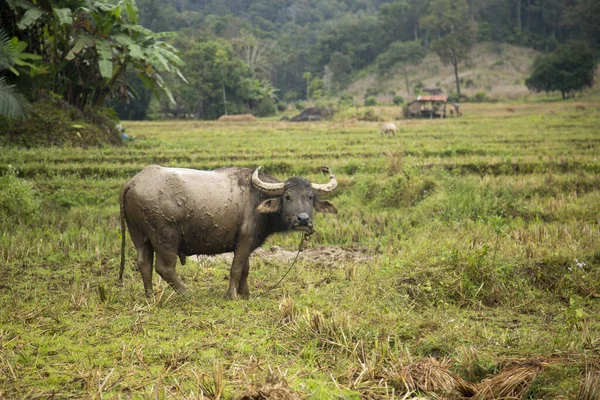 克拉布水牛 暹罗水牛 泰国水 或泰国沼泽水牛 是一种原产于泰国的大型水牛品种 — 图库照片