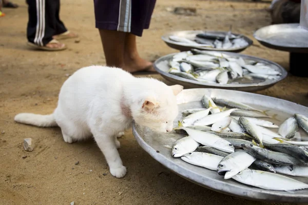 Een Kat Voor Een Viskraam Een Markt Provincie Sichon Het — Stockfoto