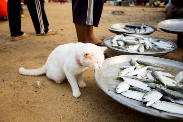 Een Kat Voor Een Viskraam Een Markt Provincie Sichon Het — Stockfoto
