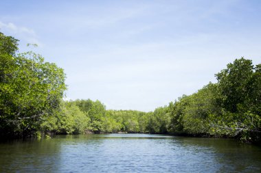 Güney Tayland 'daki Ko Yao adasındaki Mangrove Ormanı.