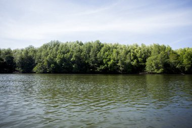 Güney Tayland 'daki Ko Yao adasındaki Mangrove Ormanı.