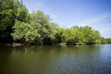 Güney Tayland 'daki Ko Yao adasındaki Mangrove Ormanı.
