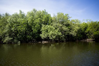 Güney Tayland 'daki Ko Yao adasındaki Mangrove Ormanı.