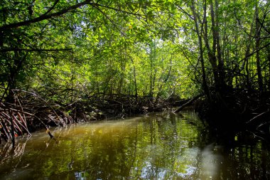 Güney Tayland 'daki Ko Yao adasındaki Mangrove Ormanı.