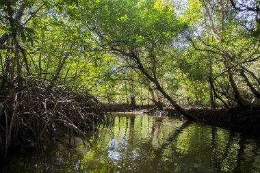 Güney Tayland 'daki Ko Yao adasındaki Mangrove Ormanı.