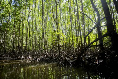Güney Tayland 'daki Ko Yao adasındaki Mangrove Ormanı.