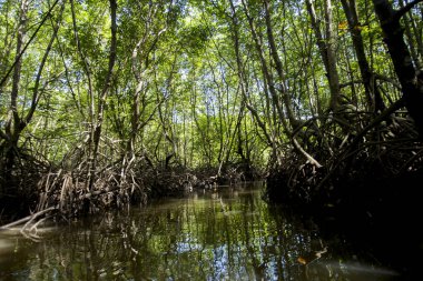 Güney Tayland 'daki Ko Yao adasındaki Mangrove Ormanı.