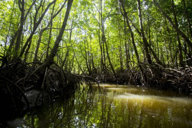 Güney Tayland 'daki Ko Yao adasındaki Mangrove Ormanı.