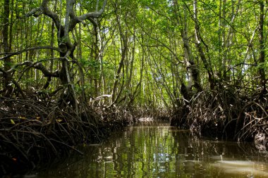 Güney Tayland 'daki Ko Yao adasındaki Mangrove Ormanı.
